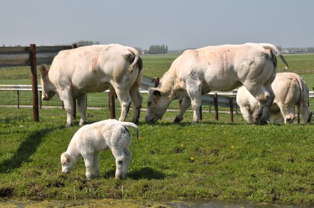 Witblauwe runderen en een kalf grazen in een weide achter een houten afsluiting