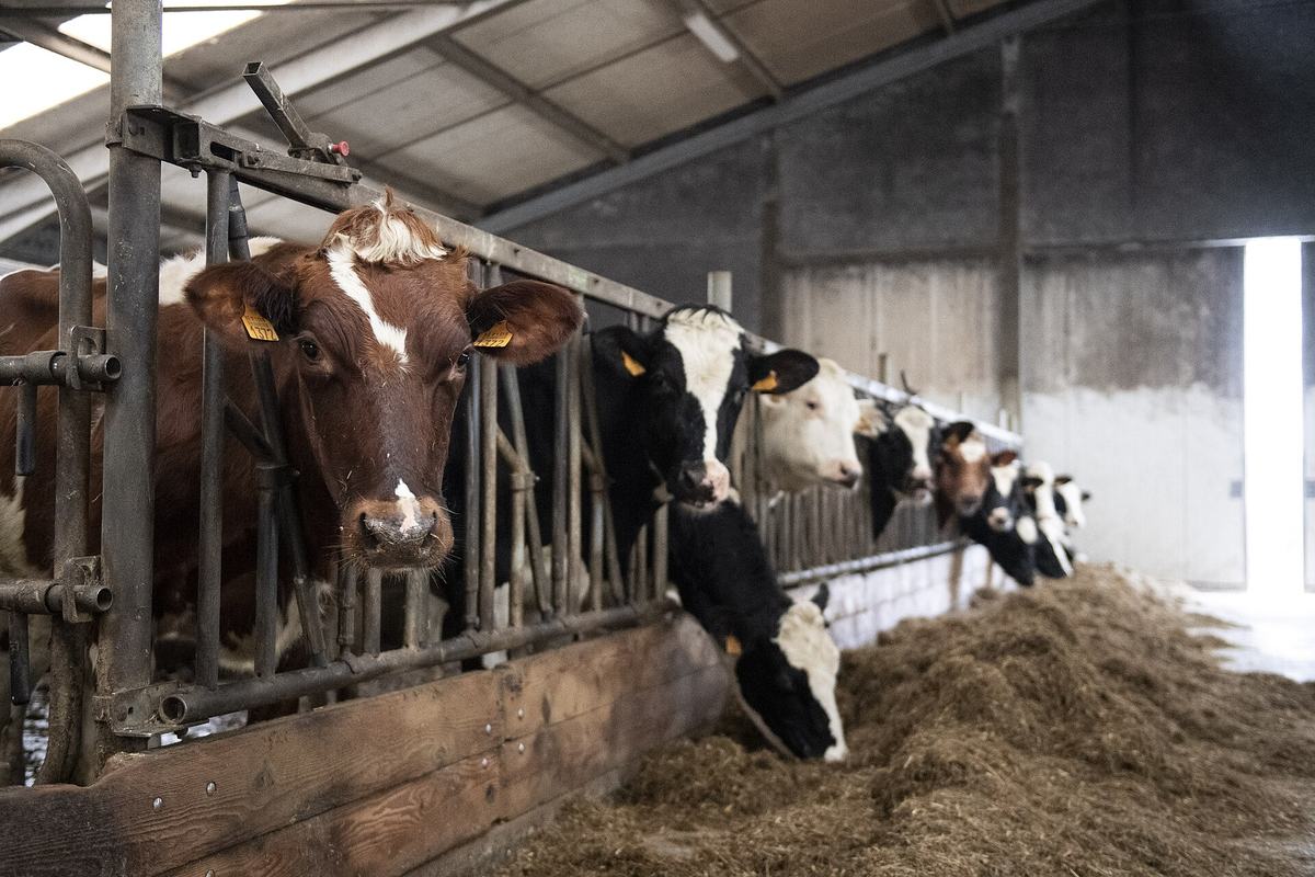 Koeien staan aan het voerhek in een open stal en eten hooi