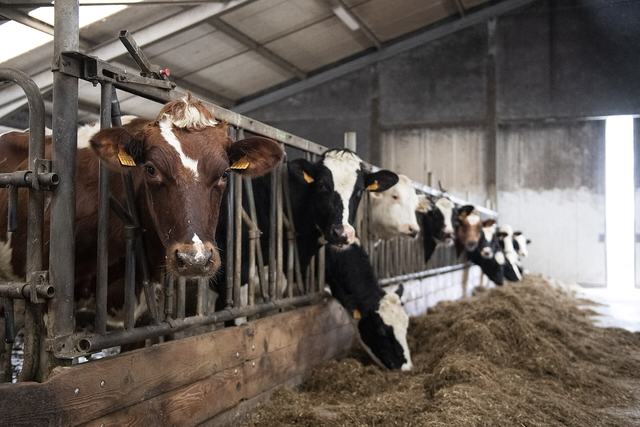 Koeien aan het voerhek in een stal