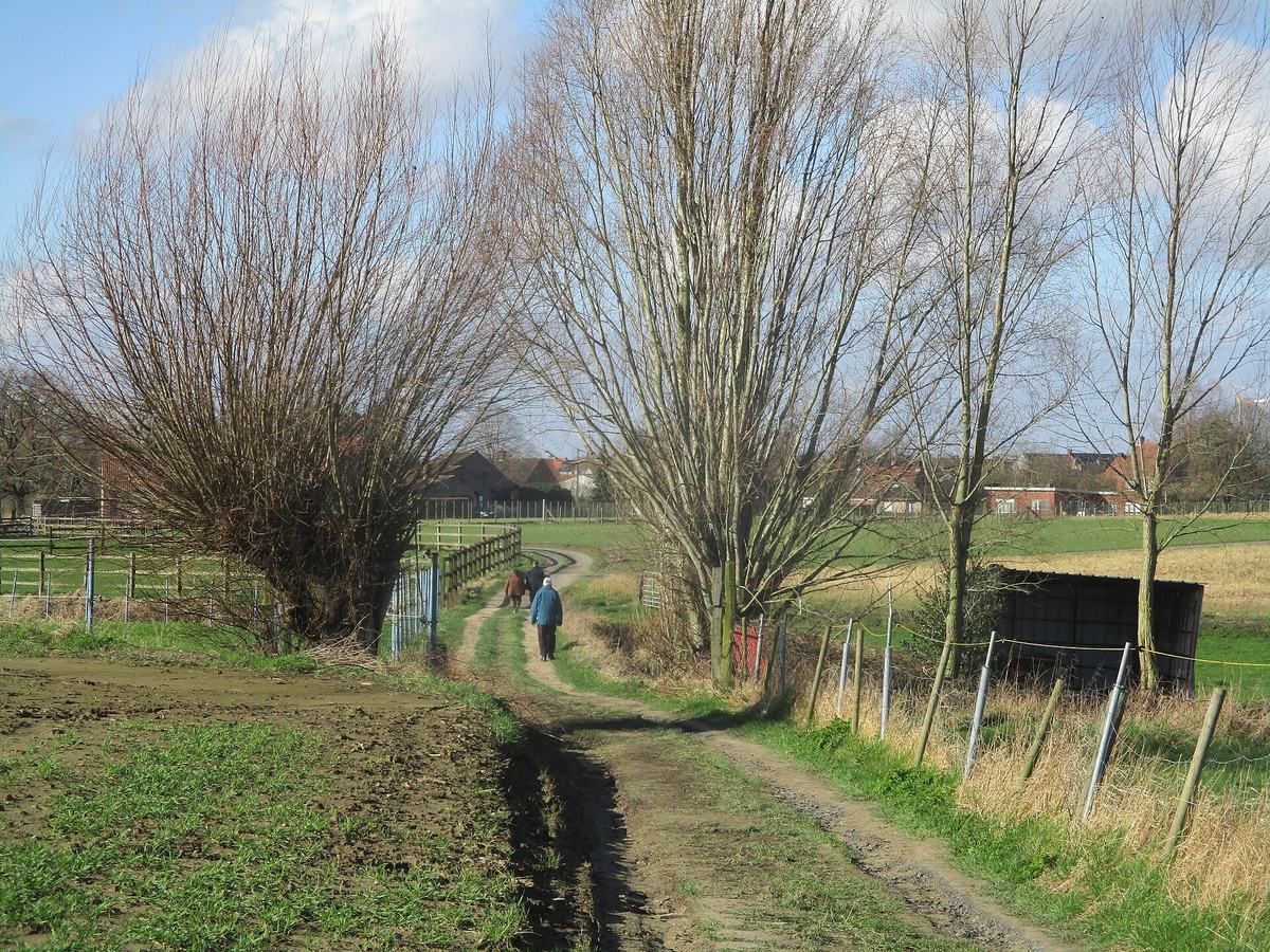 Een veldweg met knotwilgen tussen de weiden, met een wandelaar in de verte