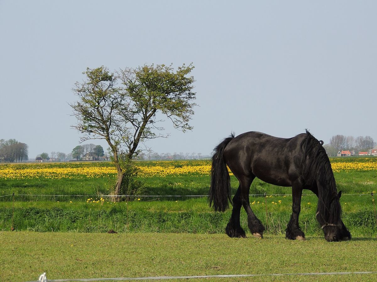 Een zwart paard graast in een weide, met een boom en gele bloemen achter het hek
