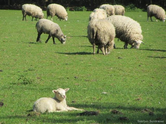 Schapen grazen in een groene weide, vooraan ligt een lammetje in het gras